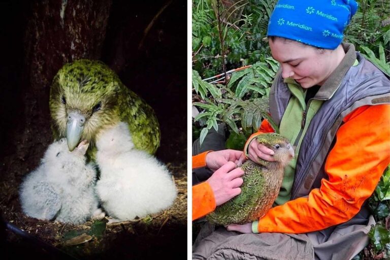 Du bord de l'extinction au boom des naissances du kākāpō : le légendaire perroquet incapable de voler dépasse les 320 spécimens