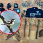 31 oiseaux migrateurs tombés entre les mains des braconniers dans les Préalpes ont été sauvés (mais plus de 90 moucherolles pies ont été retrouvés morts)