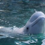 Le maxi transfert des cétacés de Marineland est terminé : leur captivité se poursuivra dans d'autres aquariums et delphinariums