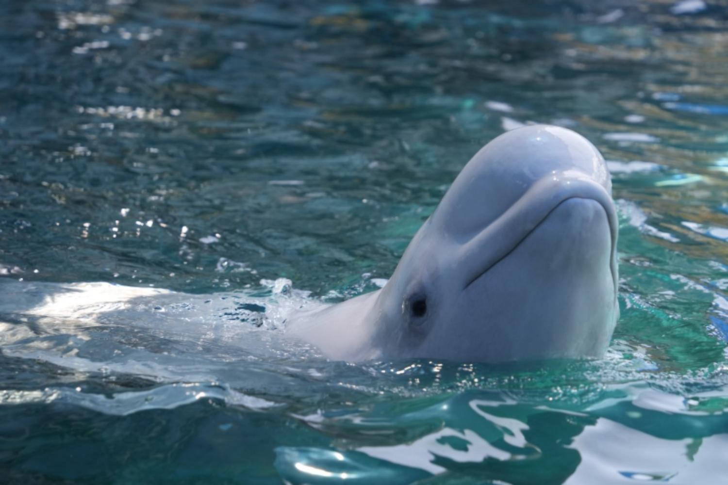 Marineland