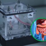 Un intestin artificiel qui imite celui humain : l'innovation italienne qui vise à réduire les expérimentations animales