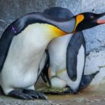 Le premier œuf de manchot royal pondu depuis 17 ans au zoo d'Édimbourg (mais il naîtra en captivité)