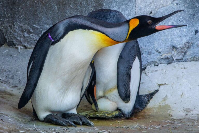 Le premier œuf de manchot royal pondu depuis 17 ans au zoo d'Édimbourg (mais il naîtra en captivité)