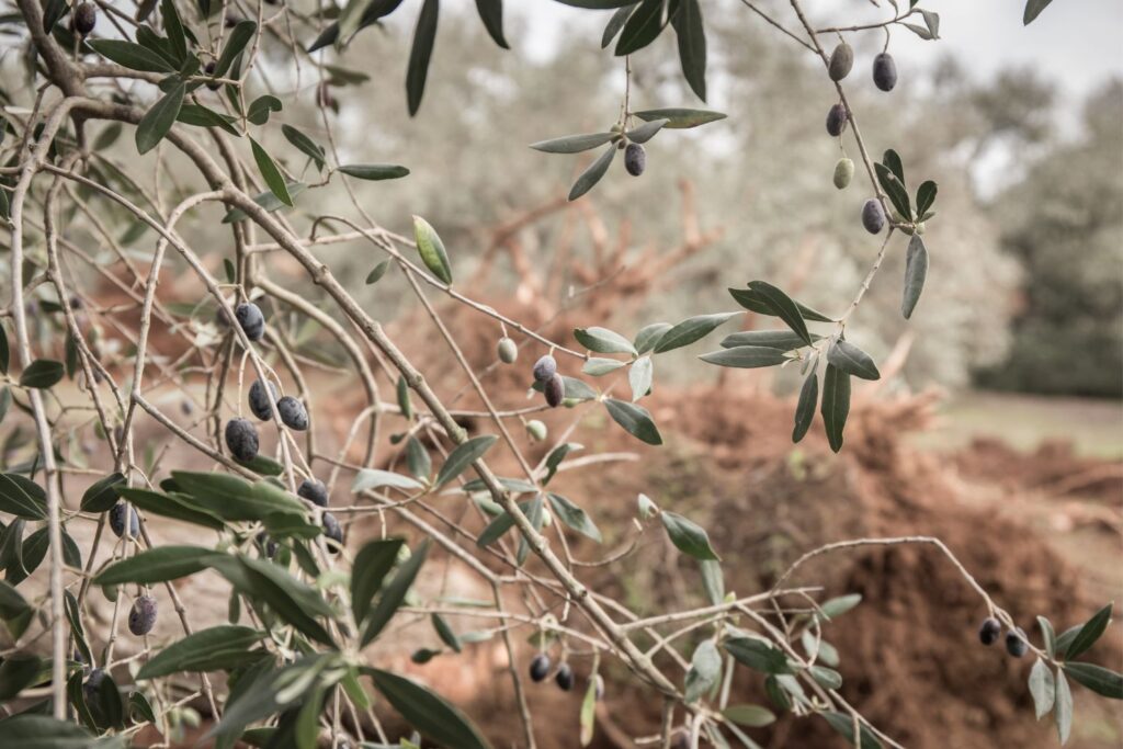 xylella