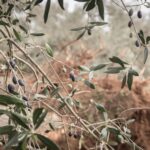 Xylella arrive également en Calabre : premier foyer dans les oliviers de Reggino, maintenant la course est pour arrêter la bactérie