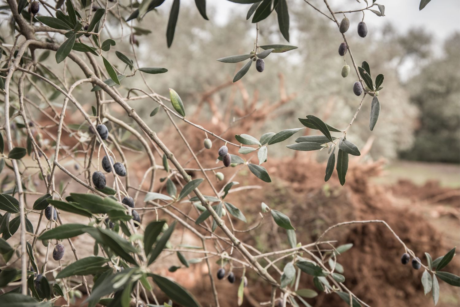 xylella