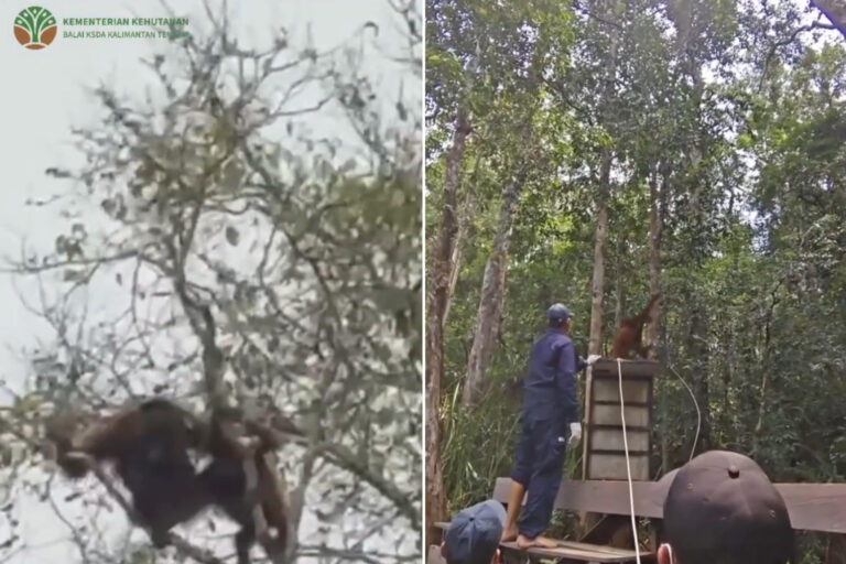 Une mère orang-outan et son petit sauvés des incendies à Bornéo : les images émouvantes de leur libération dans un sanctuaire