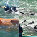 La cruelle chasse aux dauphins dans la baie de Taiji a commencé : les eaux du Japon sont à nouveau tachées de sang