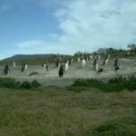 L'atterrissage spectaculaire d'une colonie de manchots papous sur cette île de la Terre de Feu continue de surprendre