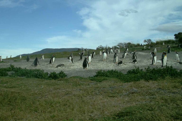 L'atterrissage spectaculaire d'une colonie de manchots papous sur cette île de la Terre de Feu continue de surprendre