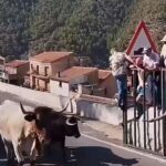 Elle meurt encornée par un taureau lors de l'encierro, choc devant la foule en Espagne : assez de drames annoncés !