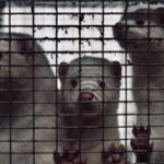 Élevage d'animaux à fourrure : des scientifiques réclament une interdiction par l'UE