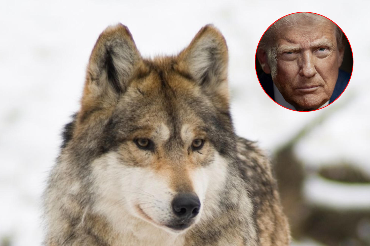 Trump lupi