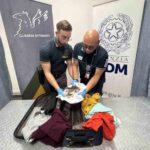 Une tête de crocodile saisie à l'aéroport de Turin : l'horreur du trafic illégal d'espèces protégées ne s'arrête pas