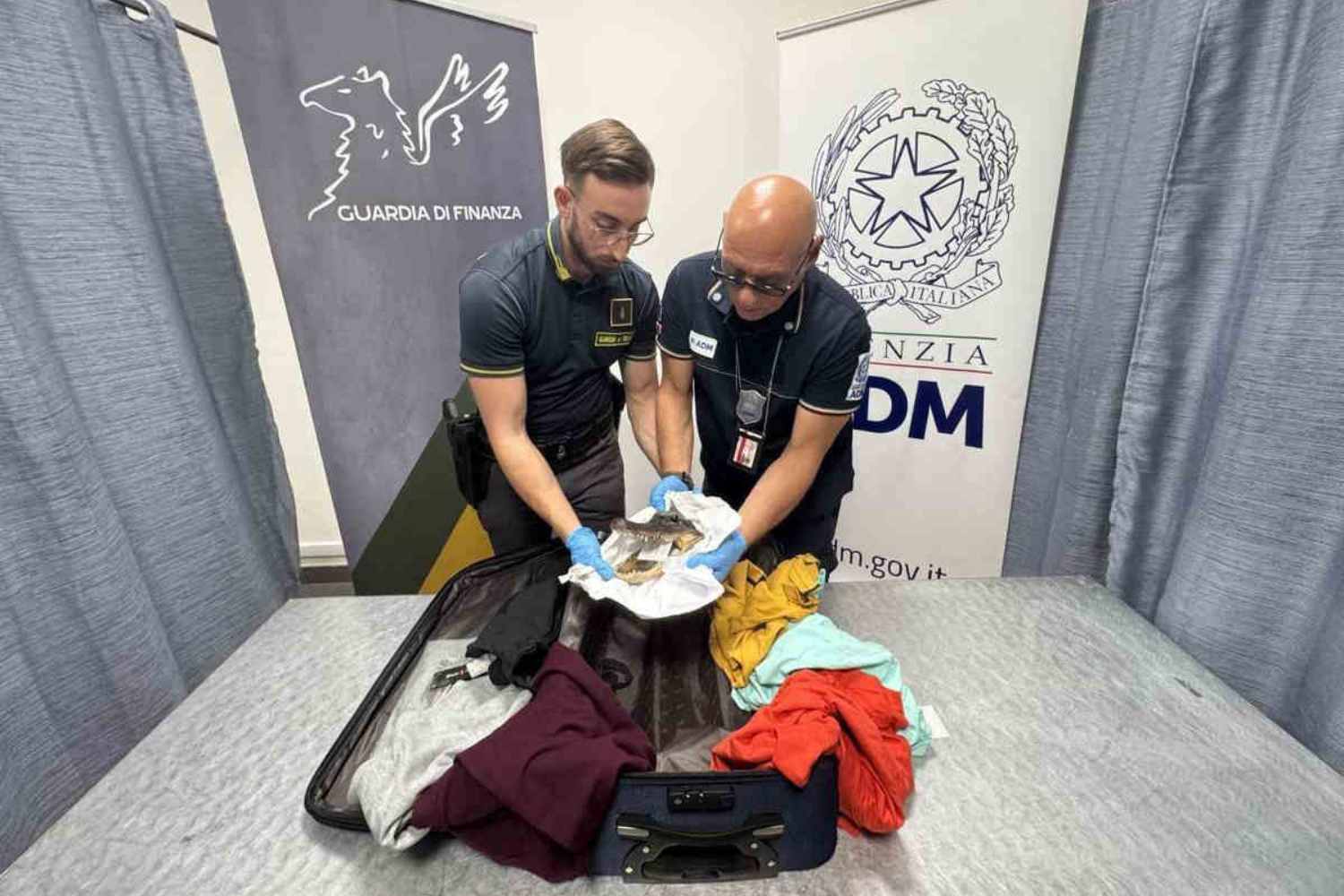 Une tête de crocodile saisie à l'aéroport de Turin : l'horreur du trafic illégal d'espèces protégées ne s'arrête pas