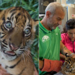 Trois bébés tigres de Sumatra très rares nés au zoo d'Athènes : ils sont adorables, mais ne verront jamais leur habitat naturel