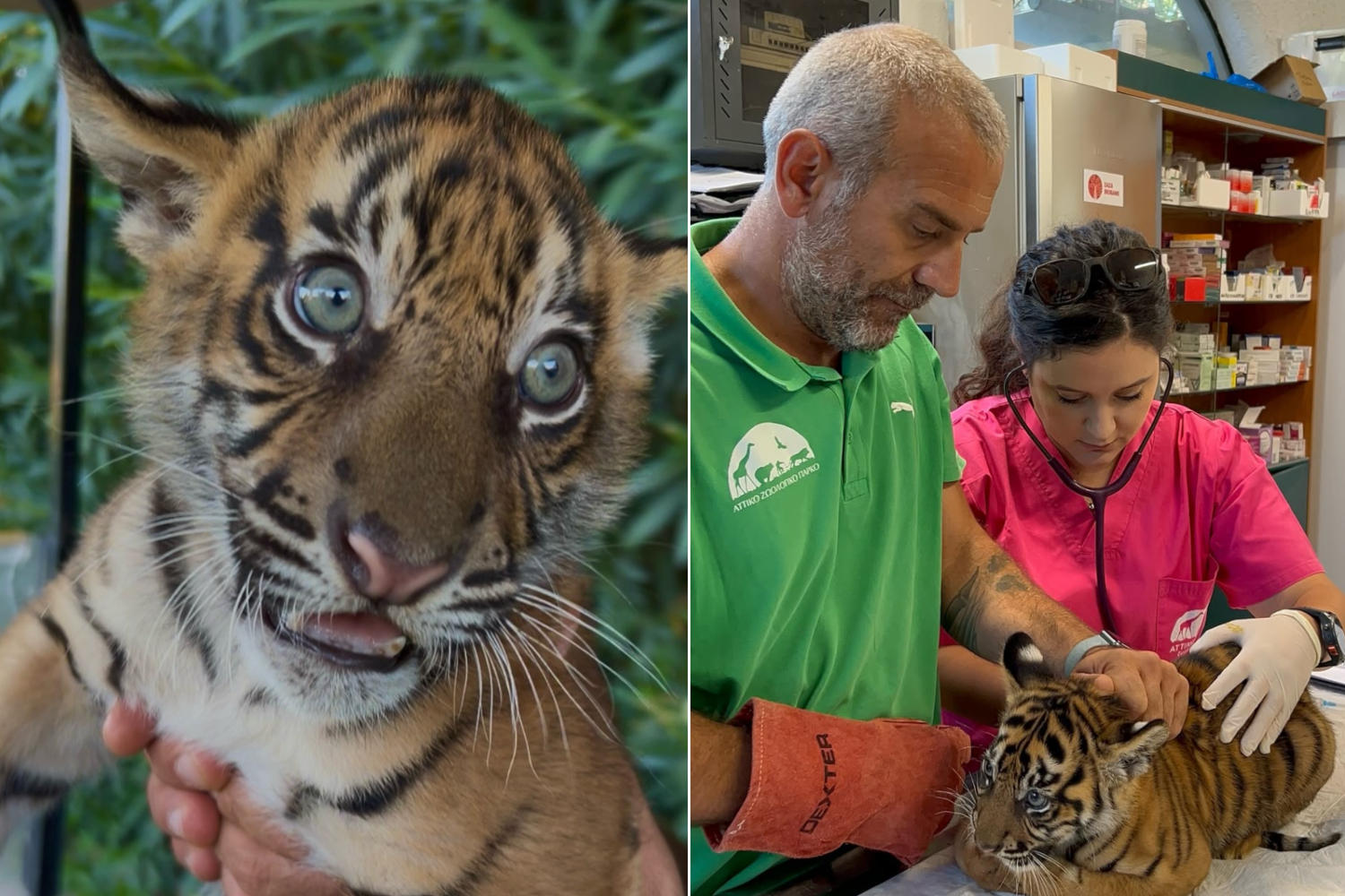 Cuccioli tigre di Sumatra Atene