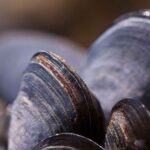 La mer trop chaude provoque une mort sans précédent de moules dans les élevages