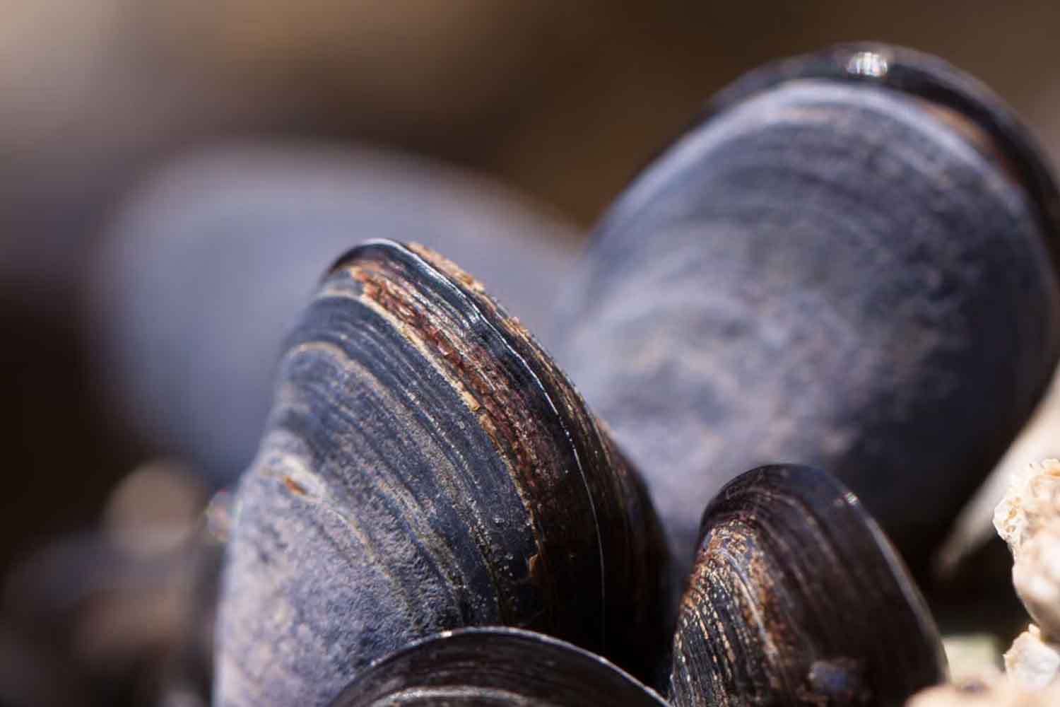 cozze