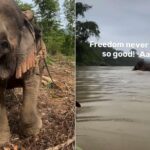 Après 34 ans enchaînés, l'éléphant Mon est enfin libre ! Sa première baignade en rivière vous fera vibrer