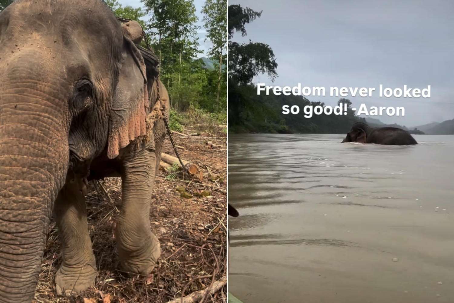 elefante Mon libero