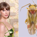 De nouvelles espèces d'insectes découvertes en Australie et les chercheurs leur ont donné le nom de Taylor Swift : voici pourquoi