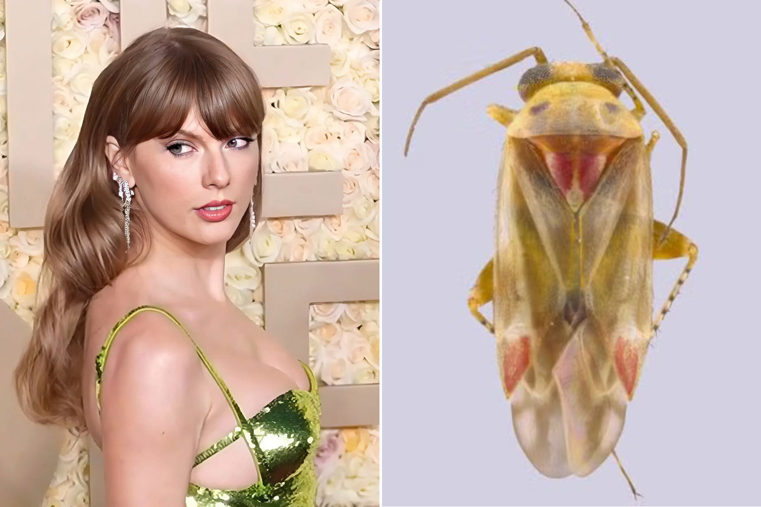 Insetti Taylor Swift