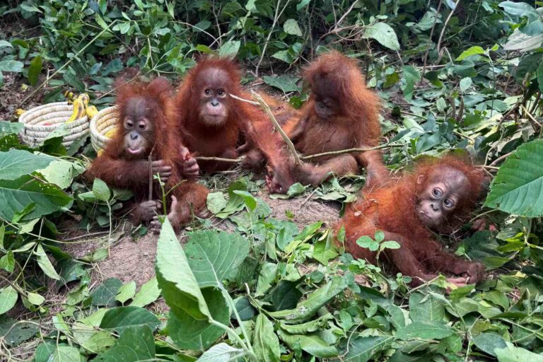 Cinq oursons orangs-outans retrouvés sans leur mère dans la forêt en Inde : derrière la tendre découverte se cache un terrible soupçon