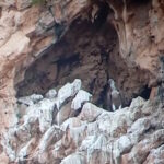 Une magnifique nouvelle arrive du parc des Madonie : après 70 ans, les griffons sont de retour