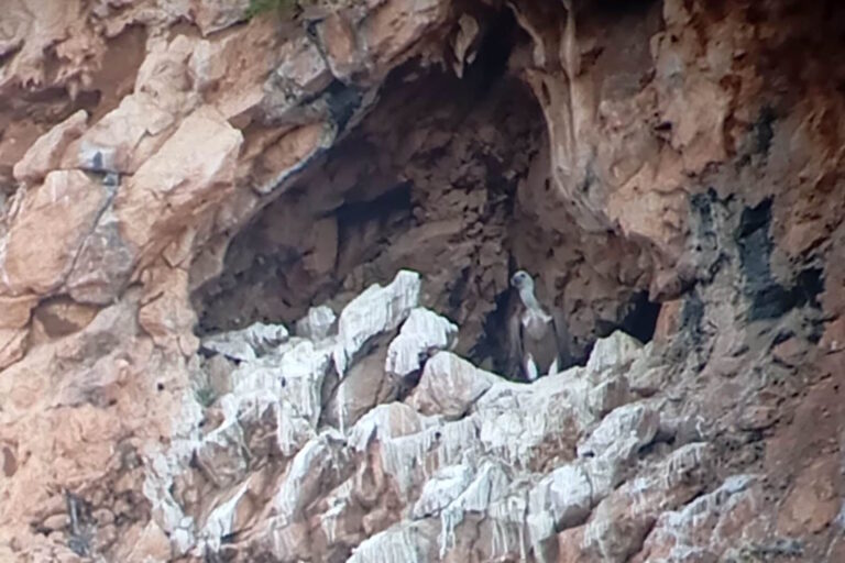 Une magnifique nouvelle arrive du parc des Madonie : après 70 ans, les griffons sont de retour