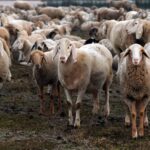 « La puce électronique dans l'estomac des moutons et des chèvres tue les animaux » : la protestation des agriculteurs vénitiens contre le bolus ruminal