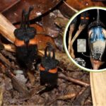 La « fleur du diable » découverte en Thaïlande : elle est noire et vit sans photosynthèse