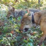 Rien qu'à démolir ! Les loups aident les plants de bleuets à germer plus tôt et à se propager (contribuant à la biodiversité)