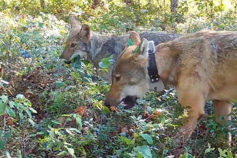 Rien qu'à démolir ! Les loups aident les plants de bleuets à germer plus tôt et à se propager (contribuant à la biodiversité)