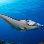 Journée mondiale des raies manta : protégez les géants des mers
