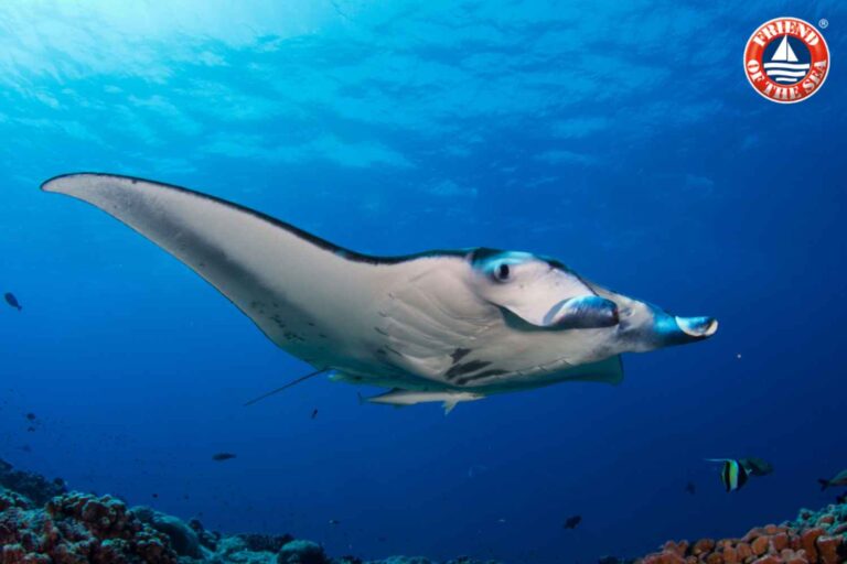 Journée mondiale des raies manta : protégez les géants des mers