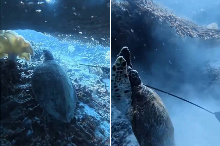 Un instructeur de plongée tue et mange une tortue protégée en Indonésie (publiant des vidéos effrayantes sur les réseaux sociaux)