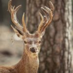 Il s'approche d'un cerf pour prendre un selfie et l'animal le charge : énième épisode de tourisme grossier dans les Abruzzes