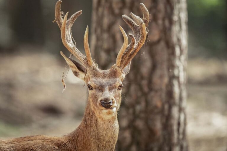 Il s'approche d'un cerf pour prendre un selfie et l'animal le charge : énième épisode de tourisme grossier dans les Abruzzes