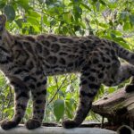 Surprendre! Après 100 ans, un nouveau félin découvert en Bolivie : il s'agit du chat tigre Tylcaio