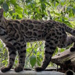 Les scientifiques ont découvert un nouveau chat sauvage qui n'était pas apparu depuis plus de 100 ans (mais il est déjà au bord de l'extinction)