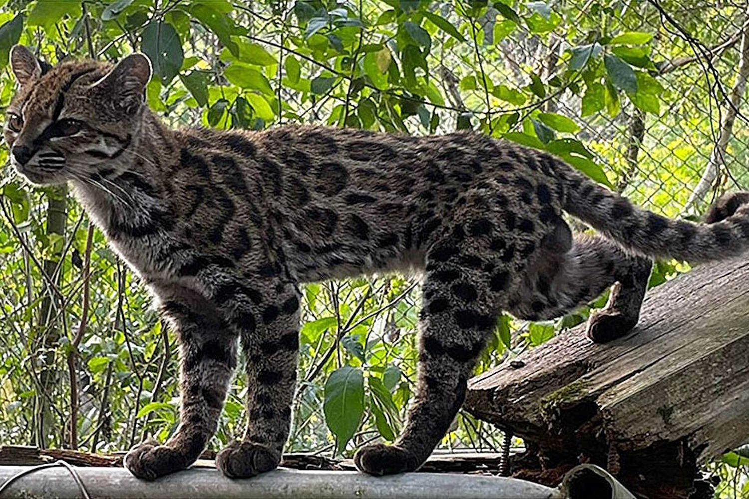 nuova specie felino bolivia