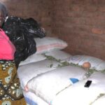 Ainsi, les agricultrices zambiennes ont augmenté leurs rendements de 31 % malgré la sécheresse en utilisant des techniques de défrichement et de régénération des sols.