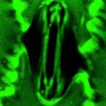 Pour la première fois, on peut admirer comment respire une plante : la science a réussi à filmer (et mesurer) les échanges gazeux des feuilles