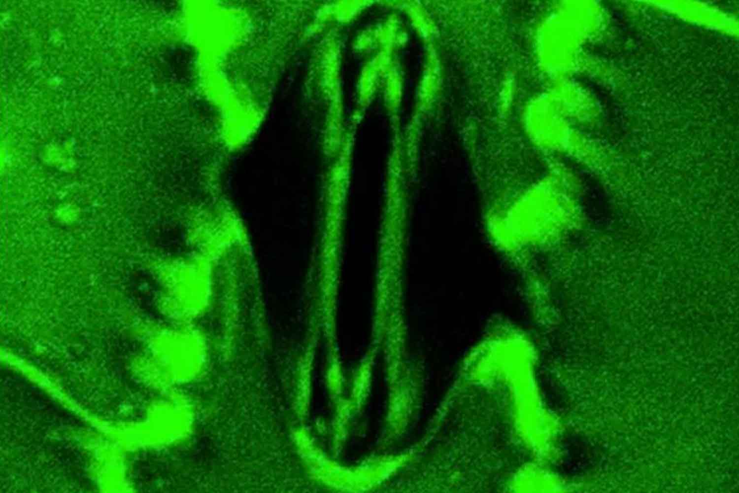mais al microscopio