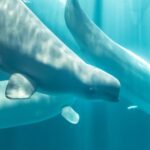 La tragédie de Marineland n'a pas de fin : quatre bélugas sont déjà morts après avoir été transférés du parc marin canadien