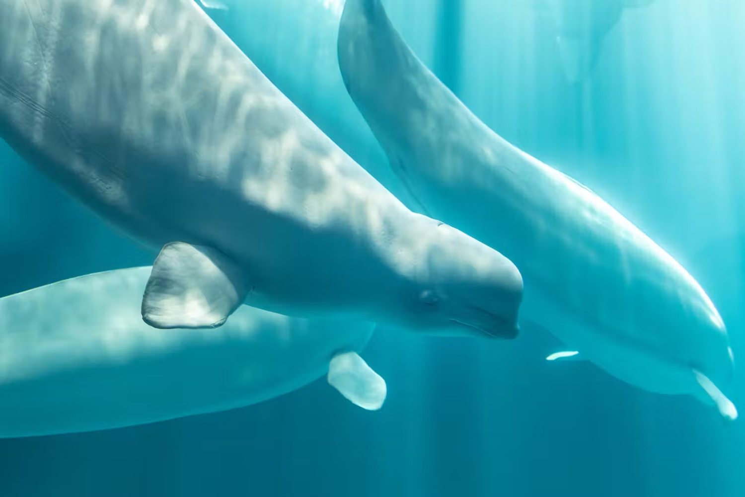 Marineland morti