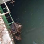 Jeune loup sauvé dans la région de Lodi : il est resté dans l'eau pendant des heures accroché à une échelle pour éviter d'être entraîné