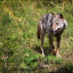 Un loup capturé dans la campagne de Bari : sa meute est recherchée après l'attaque d'une petite fille