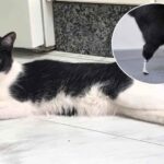 On l'appelle le premier « chat bionique » en Espagne : l'histoire de Vénus et ses nouvelles pattes en titane